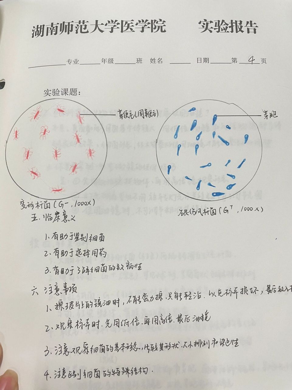 大肠杆菌生物绘图图片