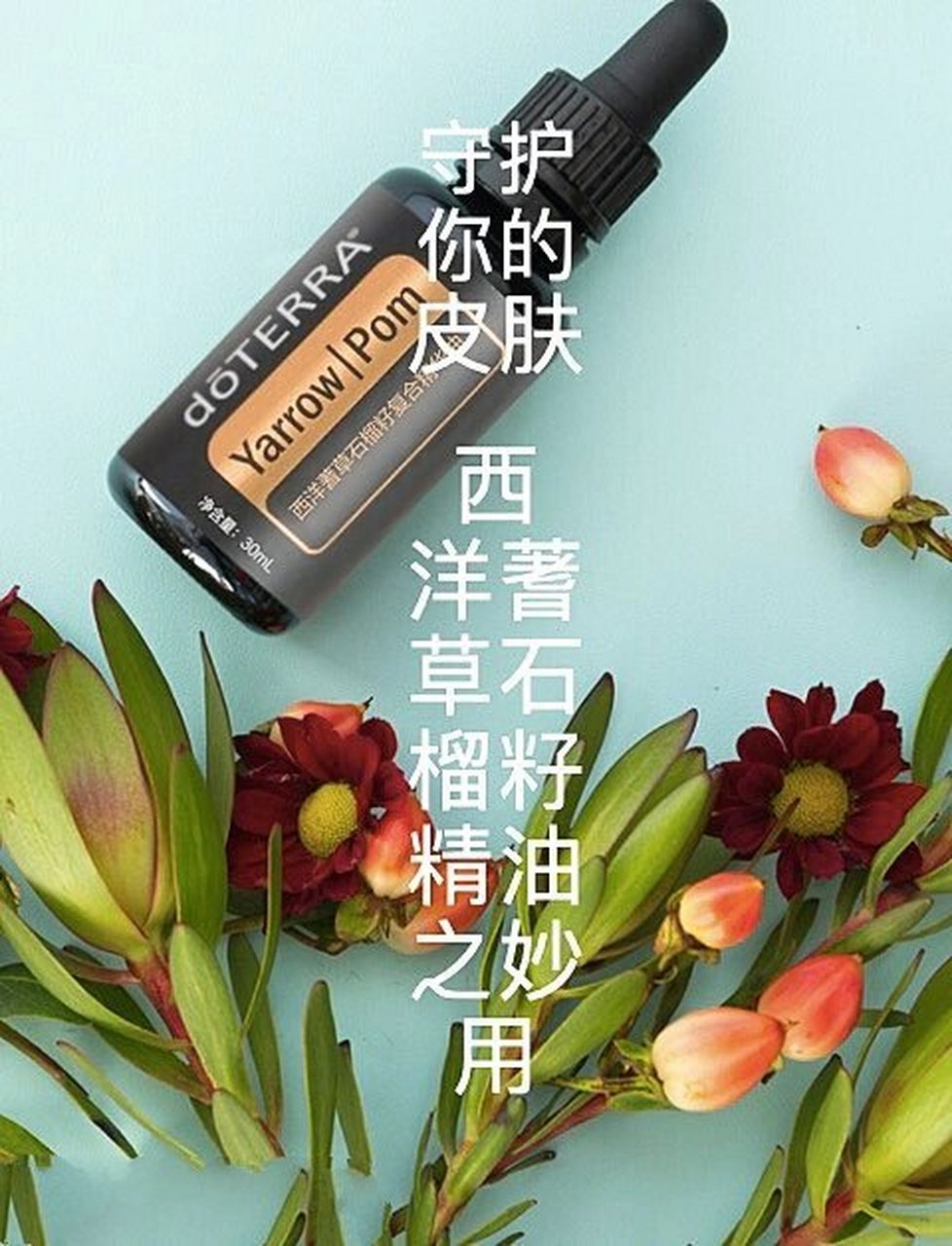 西洋蓍草石榴籽复合精华油之妙用大全 植物&精油简述: 	 西洋蓍草石榴