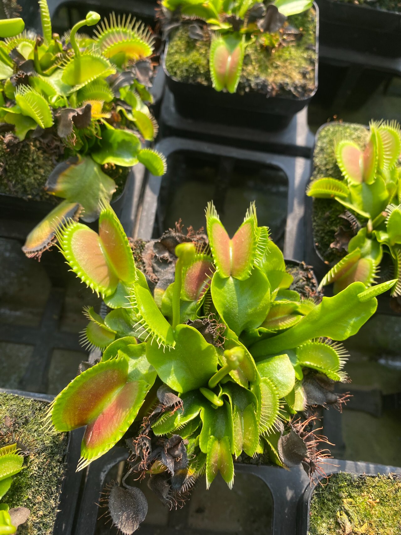 捕蝇草的栽培简介