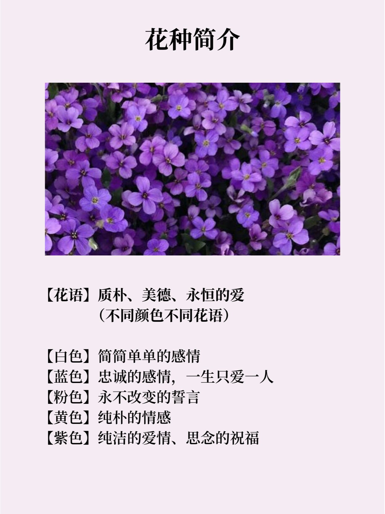 每天认识一种花