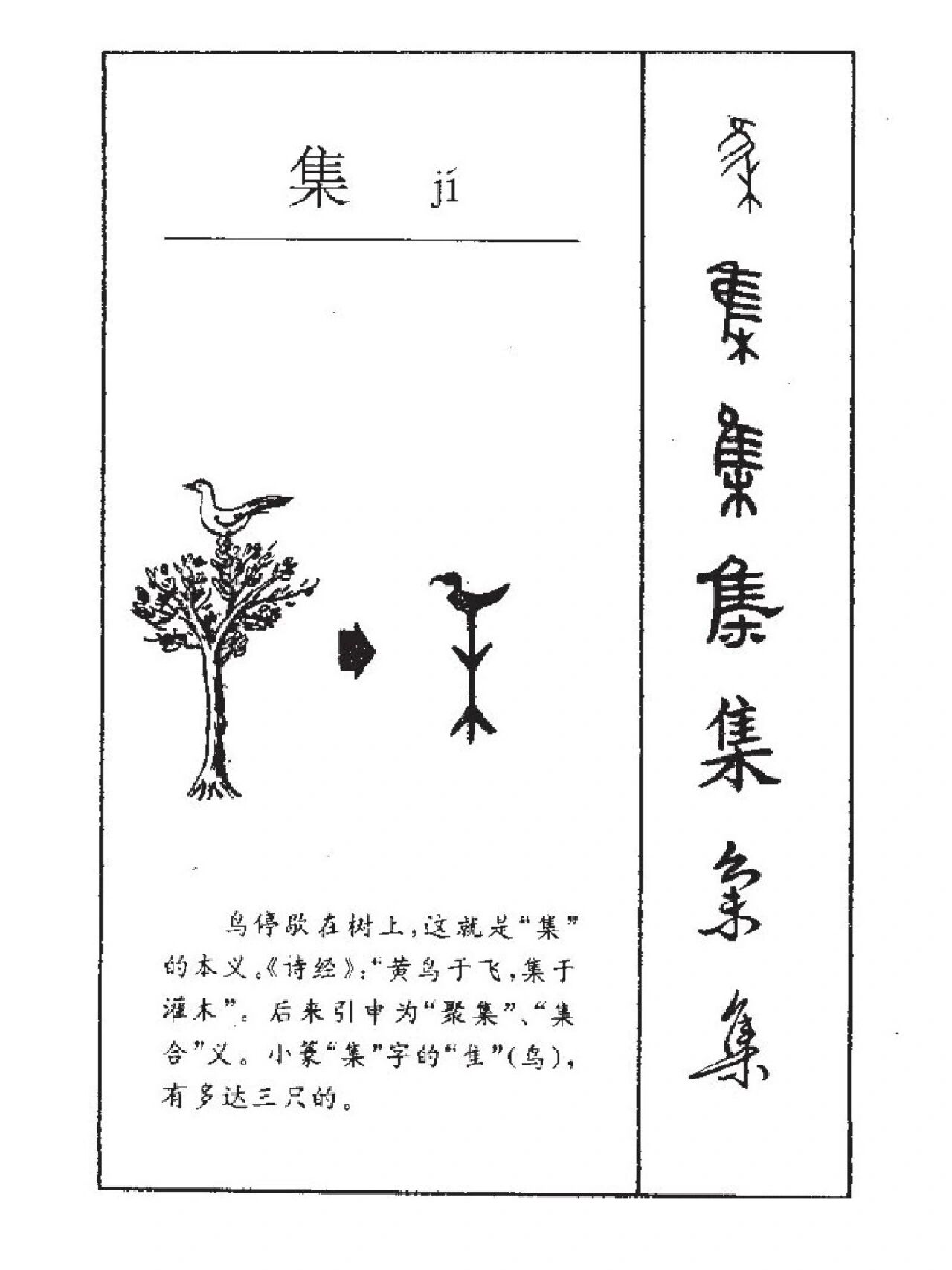 集字演化~ 949494 "集"的甲骨文字形由"隹"(鳥,飞鸟)和"木"(木