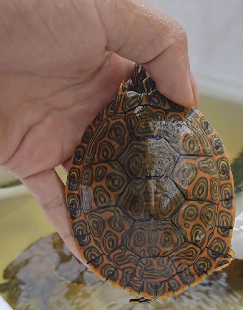 巴西脸龟类:大河甜甜圈龟