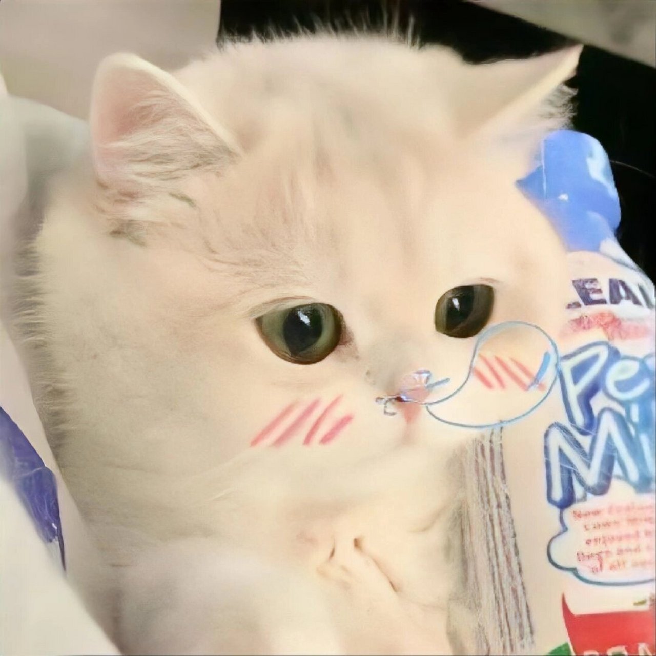 适合微信头像的猫咪图片 谁能不喜欢可爱的猫猫呢🐱 生活苦涩,你就
