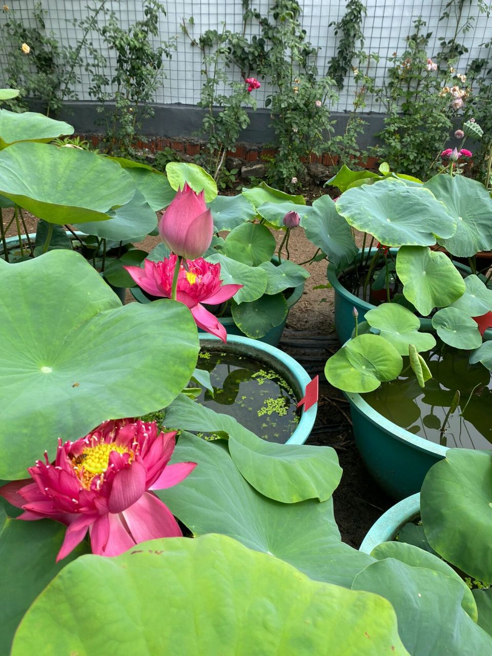 有人问我水缸能不能种荷花,回答:当然可以 水缸很适合种荷花,45公分