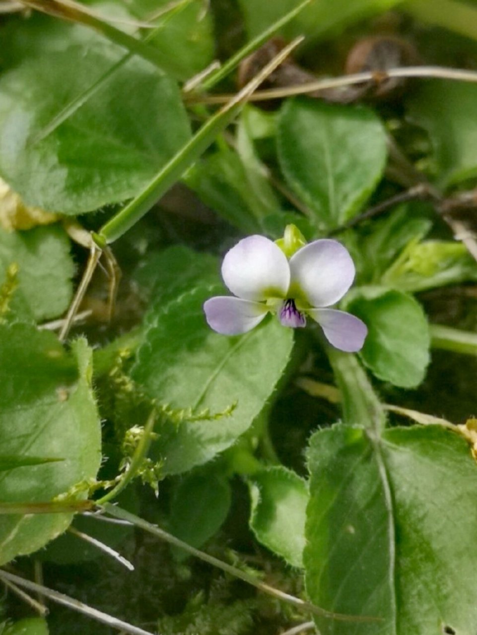 七星莲 七星莲,别称蔓茎堇菜,堇菜科,堇菜属