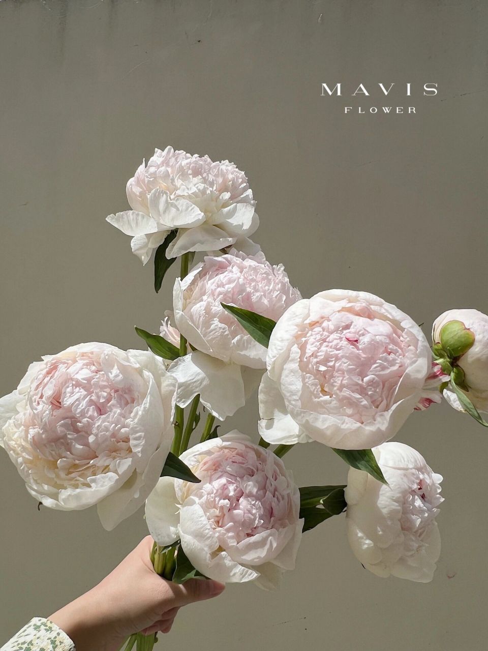 花材分享|芍药 peony 软糯的冰岛雪糕 【 芍药 】 冰岛雪糕 	 95