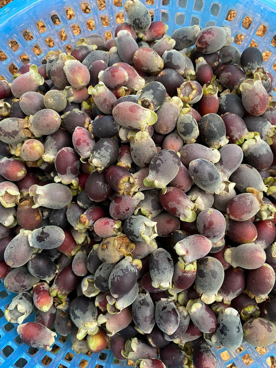 每天都采摘的野果,山捻子,口感清甜香味扑  山棯子果(桃金娘)是一种能