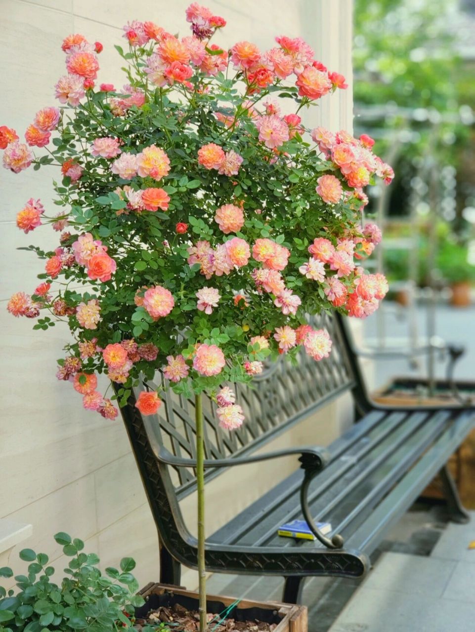 那些年,我种过的棒棒糖月季"躲躲藏藏"   这棵棒棒糖月季真的是我的