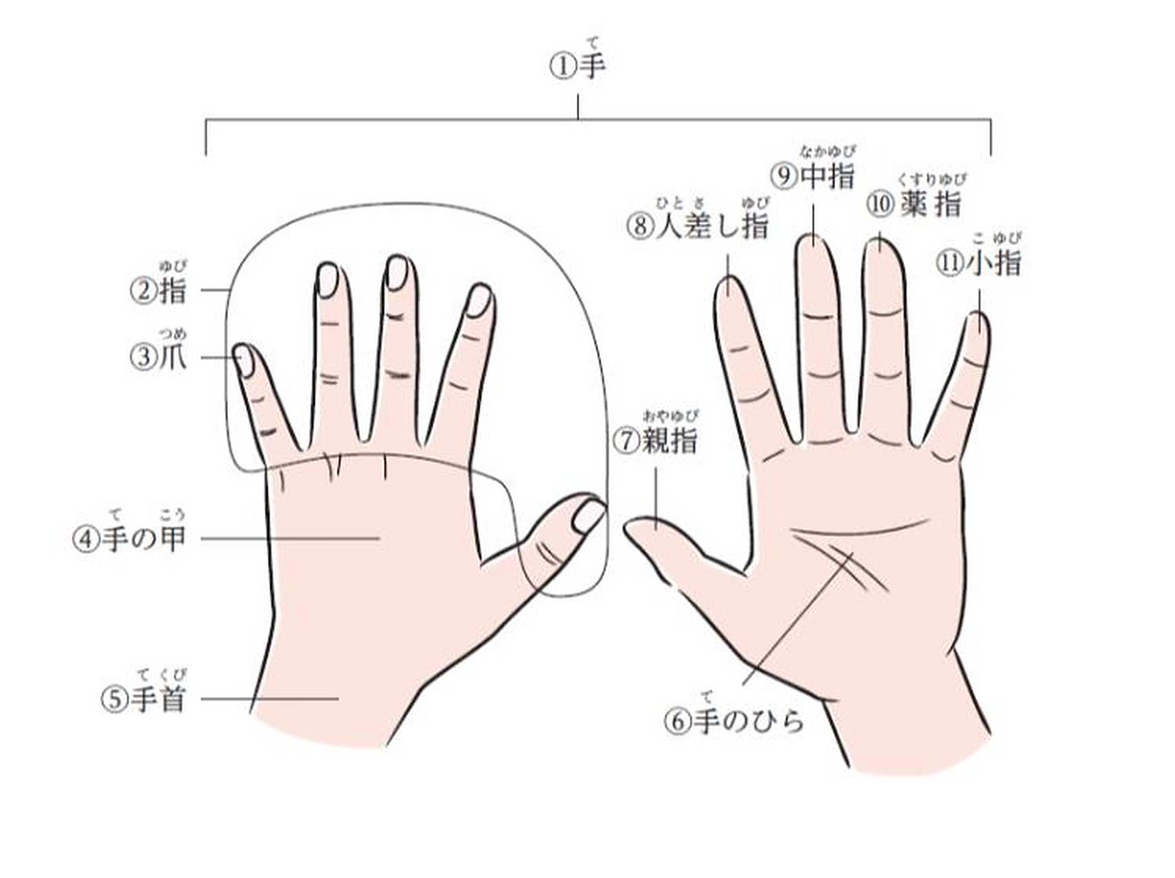 日语中五根手指的叫法及由来 9899中文: 大拇指:因为最粗大,所以