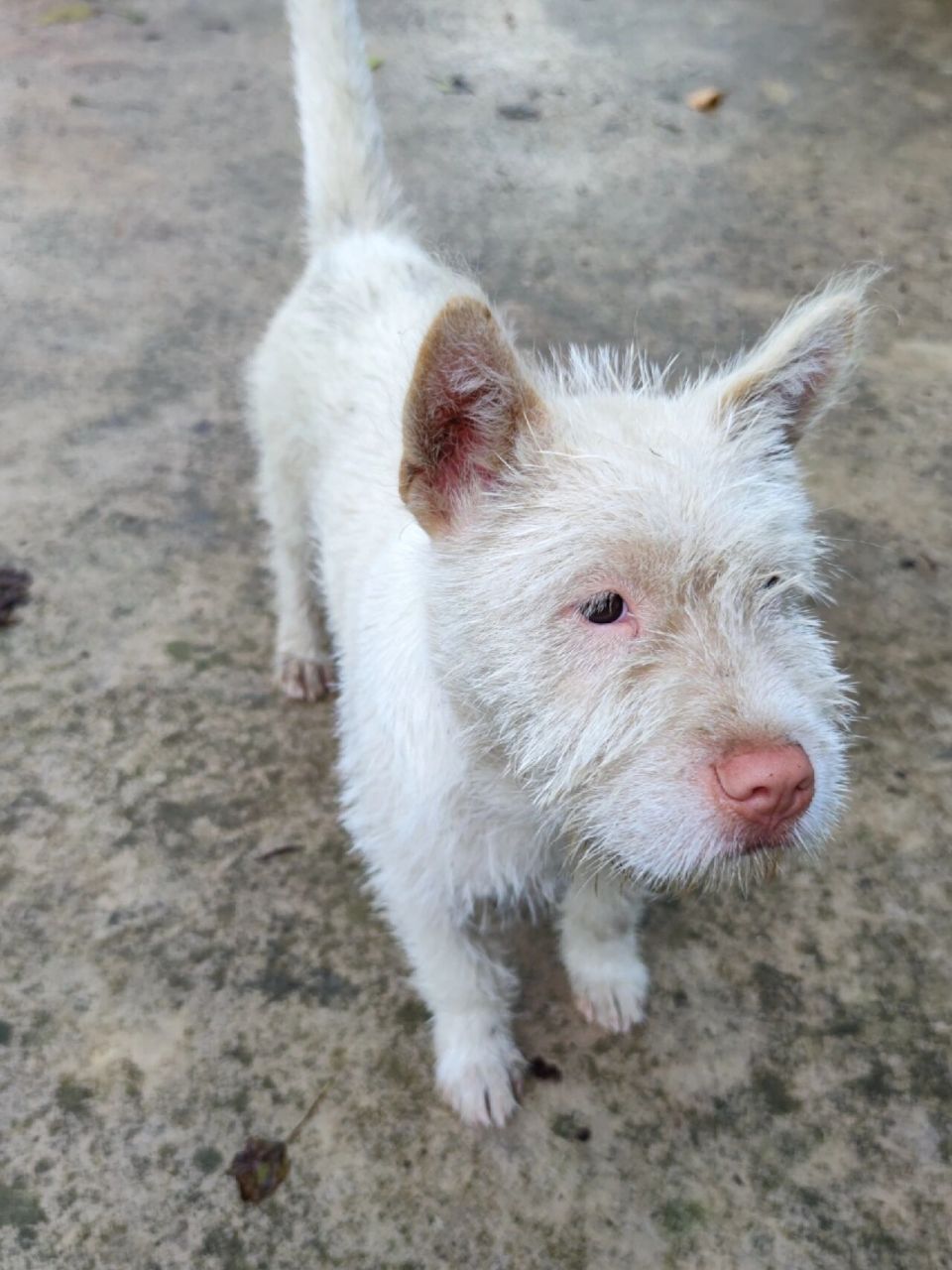 下司犬,就喜欢你毛毛的,睡不醒的样子 下司犬98, 产于贵州省麻江县