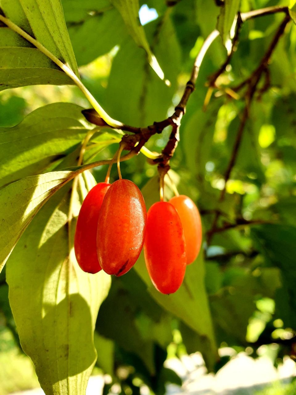山茱萸红艳艳的果实很是诱人 红艳艳的果实很是诱人
