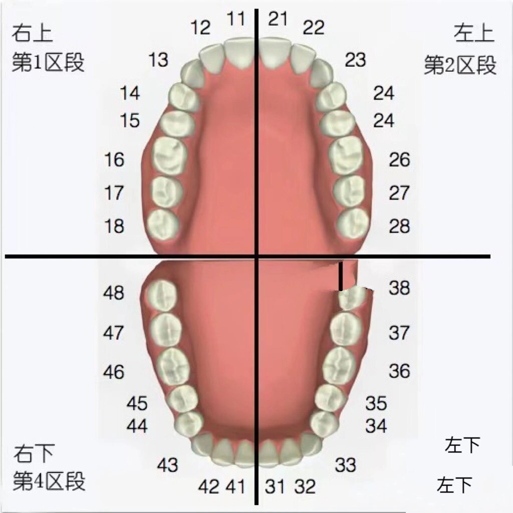 恒牙和乳牙区别图图片