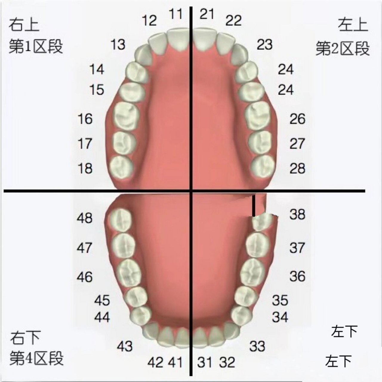 成人牙齿名称大全图解图片