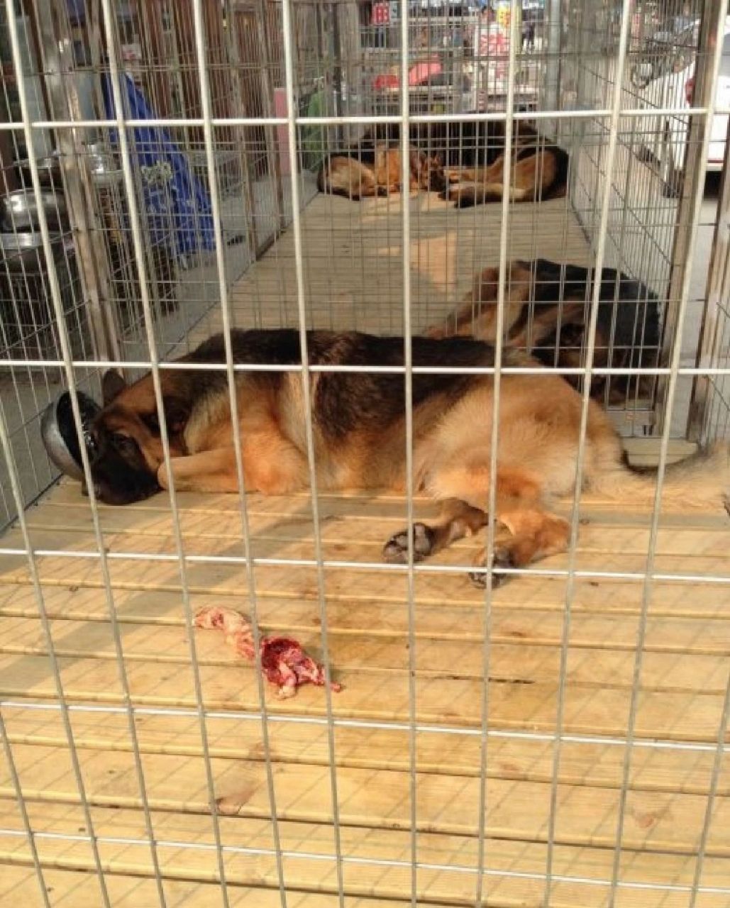 北京狗市 宠物交易市场 梨园狗市 通州狗市