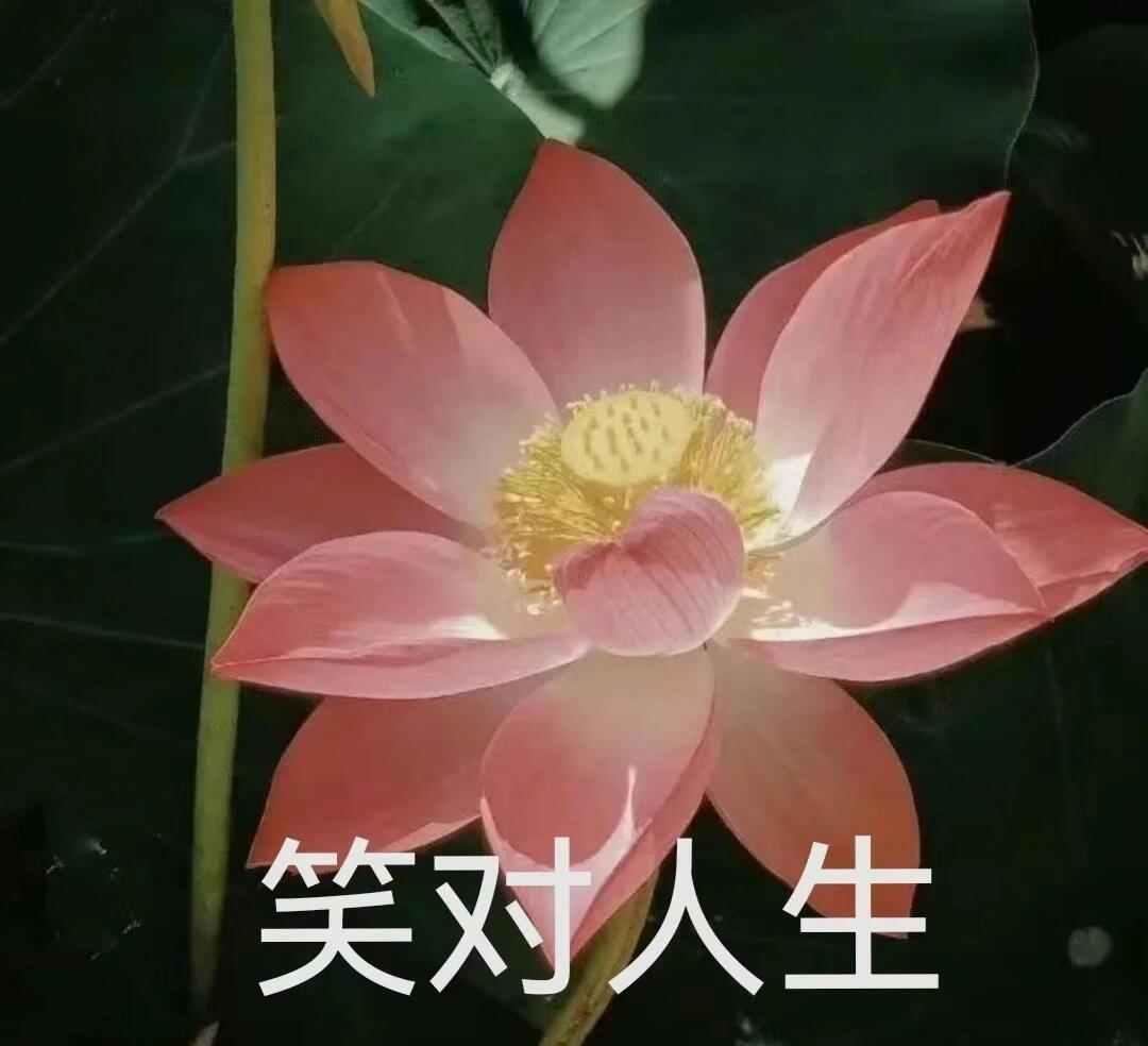 花开富贵头像王图片