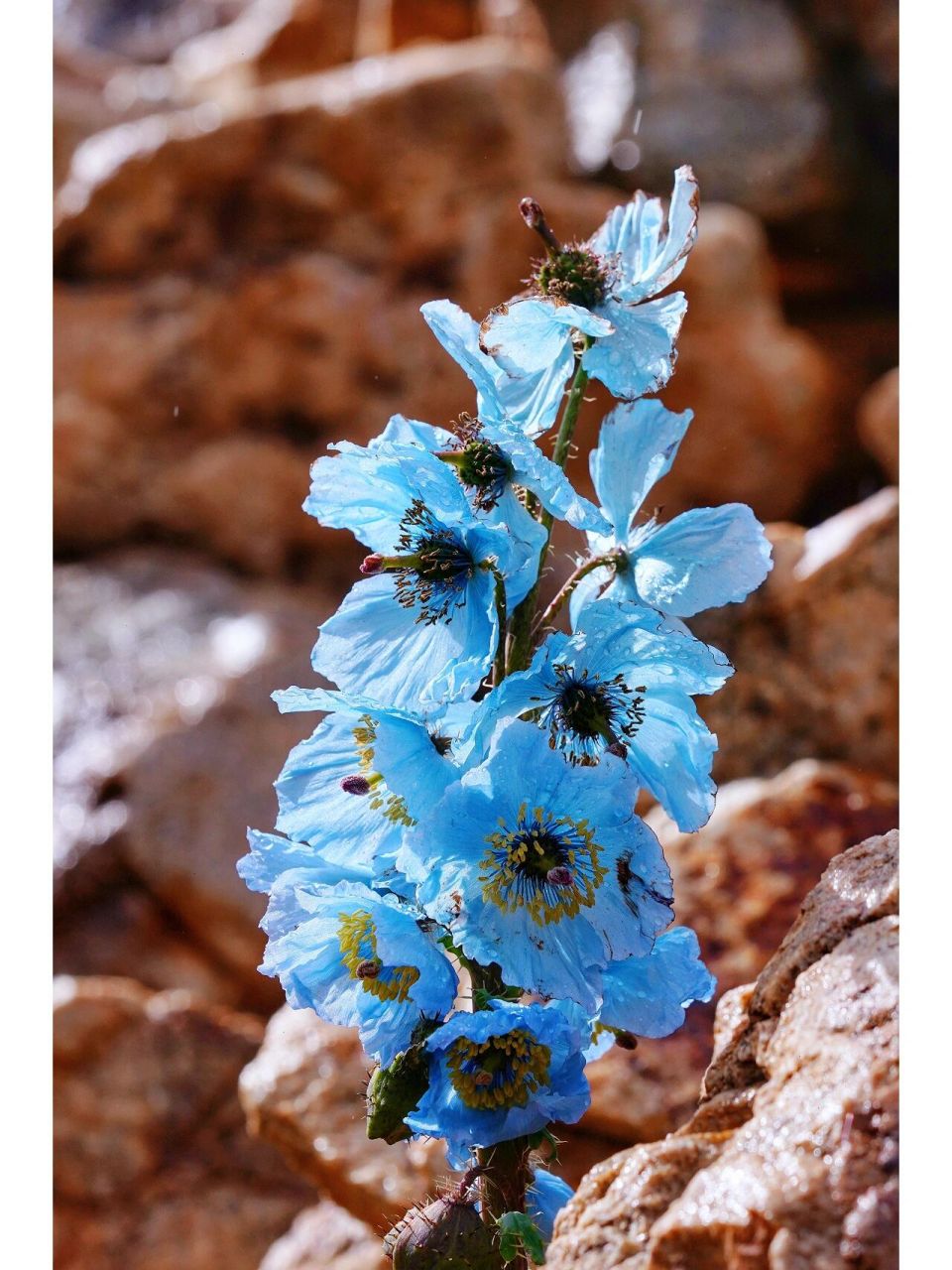 93美丽绿绒蒿meconopsis speciosa ——雪山之巅的一抹蓝 	 罂粟科
