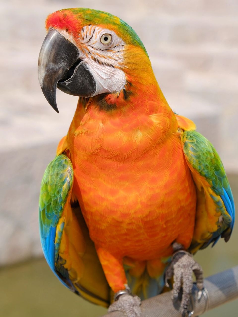 千鹦的卡塔丽娜(catalina)金刚鹦鹉,看见的时候我魂都跟着它飞了[舔屏