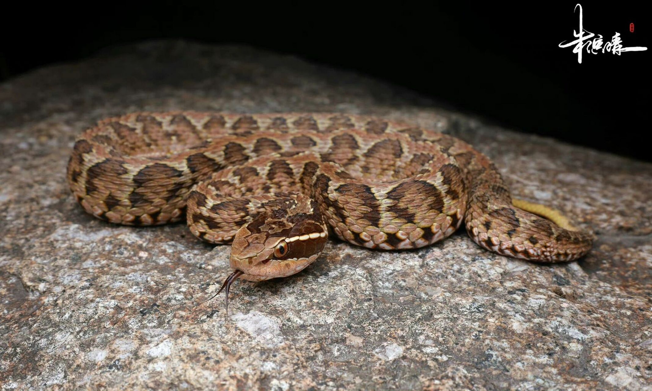 扬州地区的短尾蝮gloydius brevicaudus 算是在苏北地区唯一的剧毒蛇