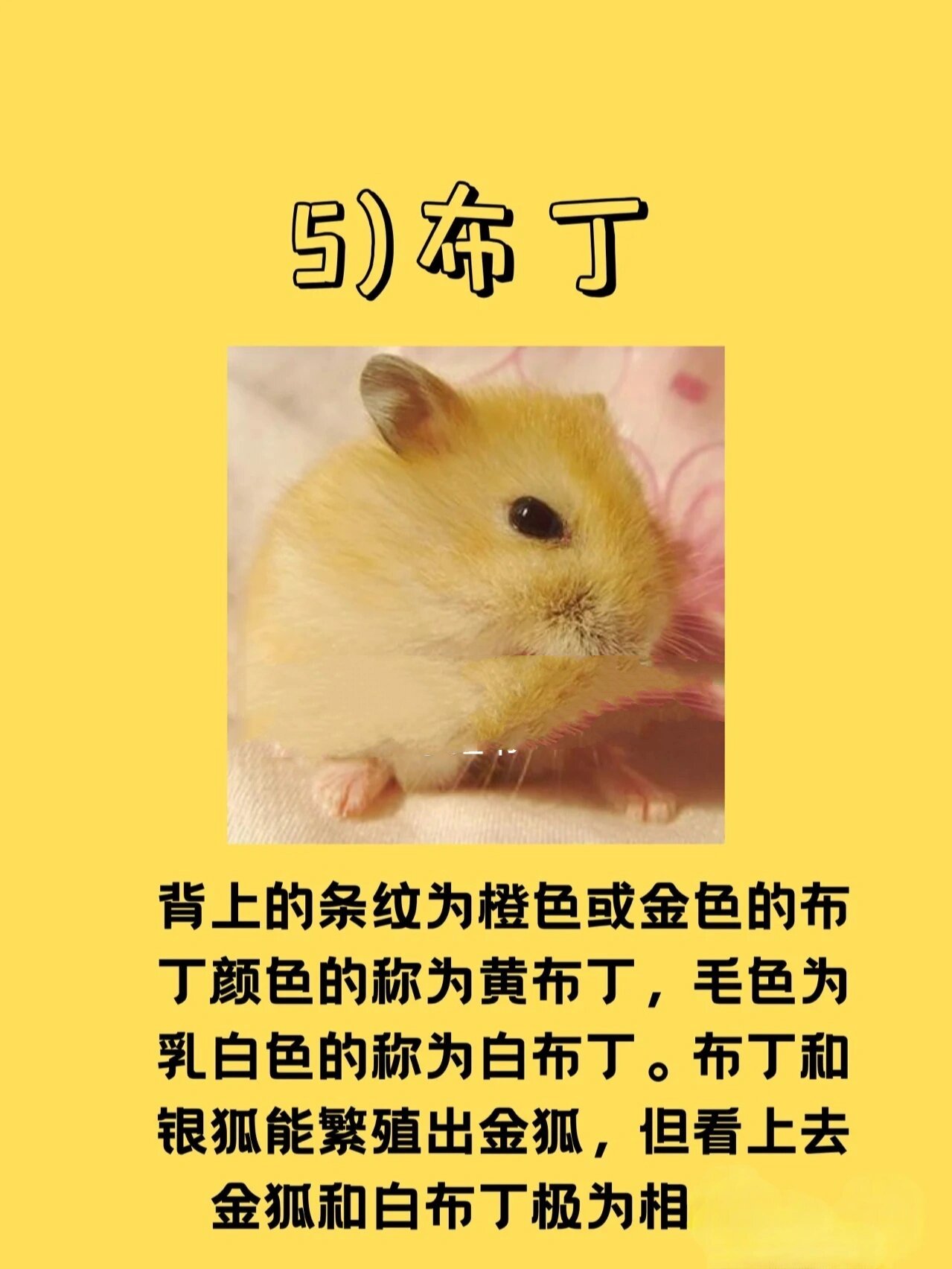 仓鼠篇