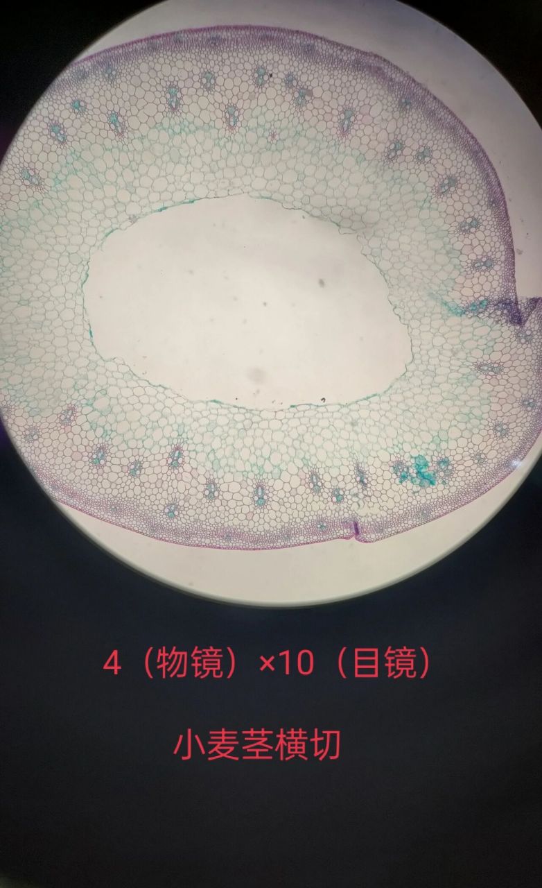 小麦茎横切图结构名称图片