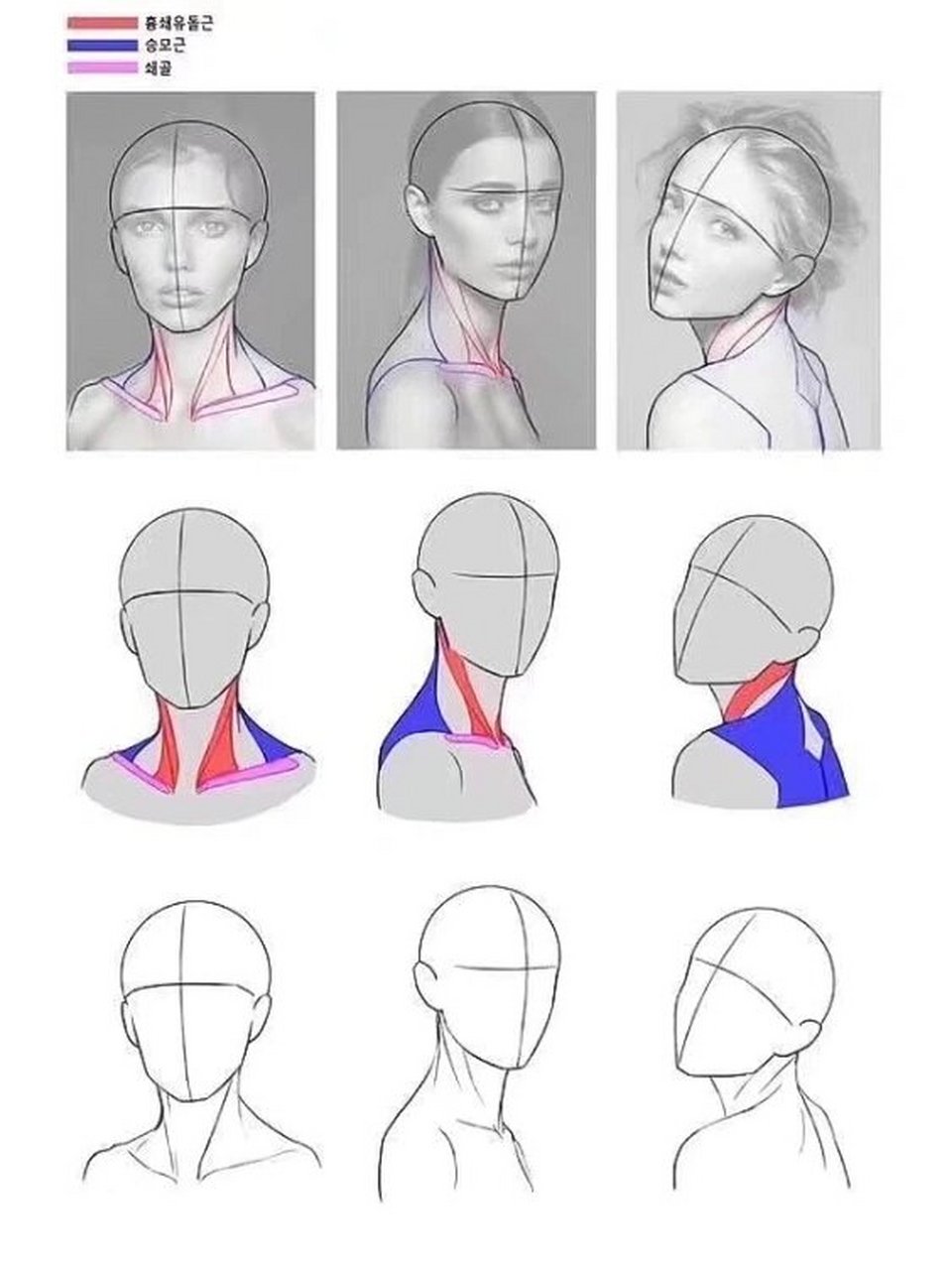 干货|脖子的画法