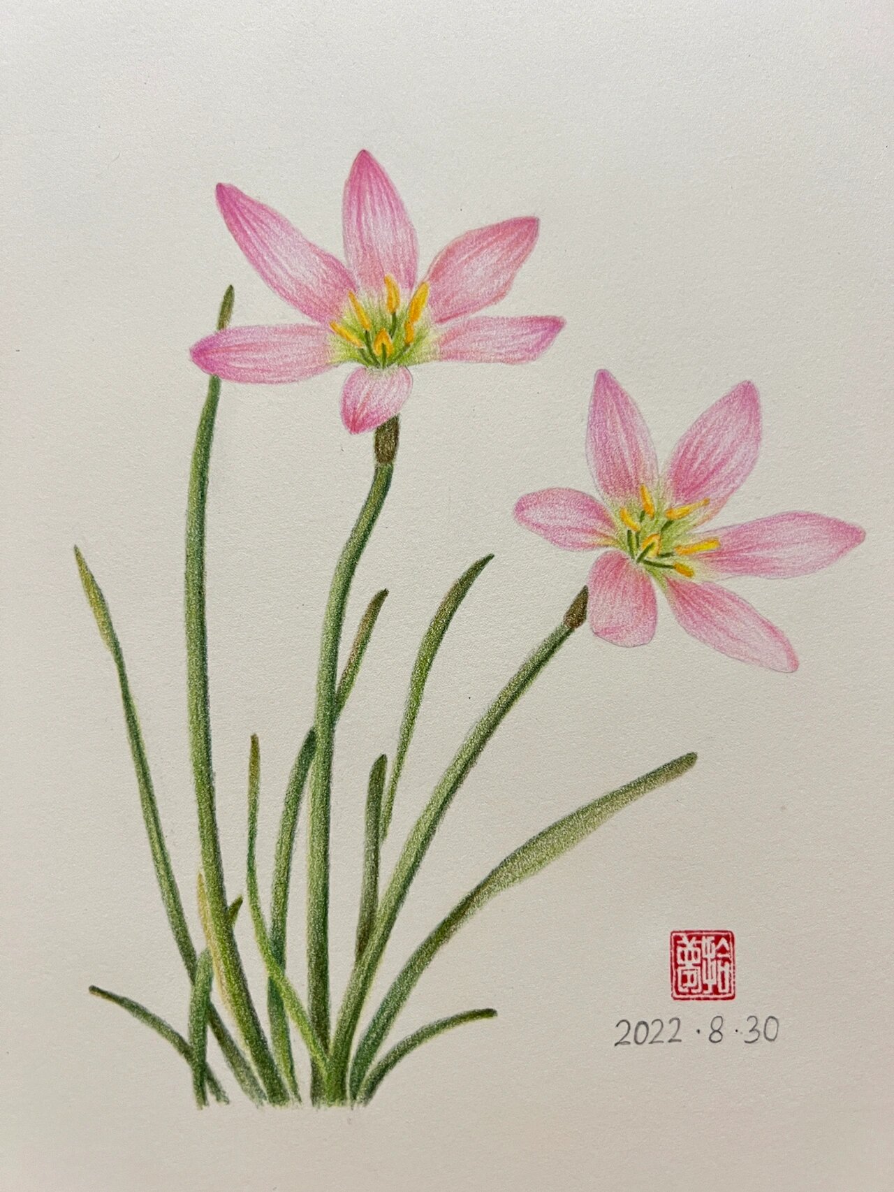 彩铅花卉——风雨兰,附步骤图