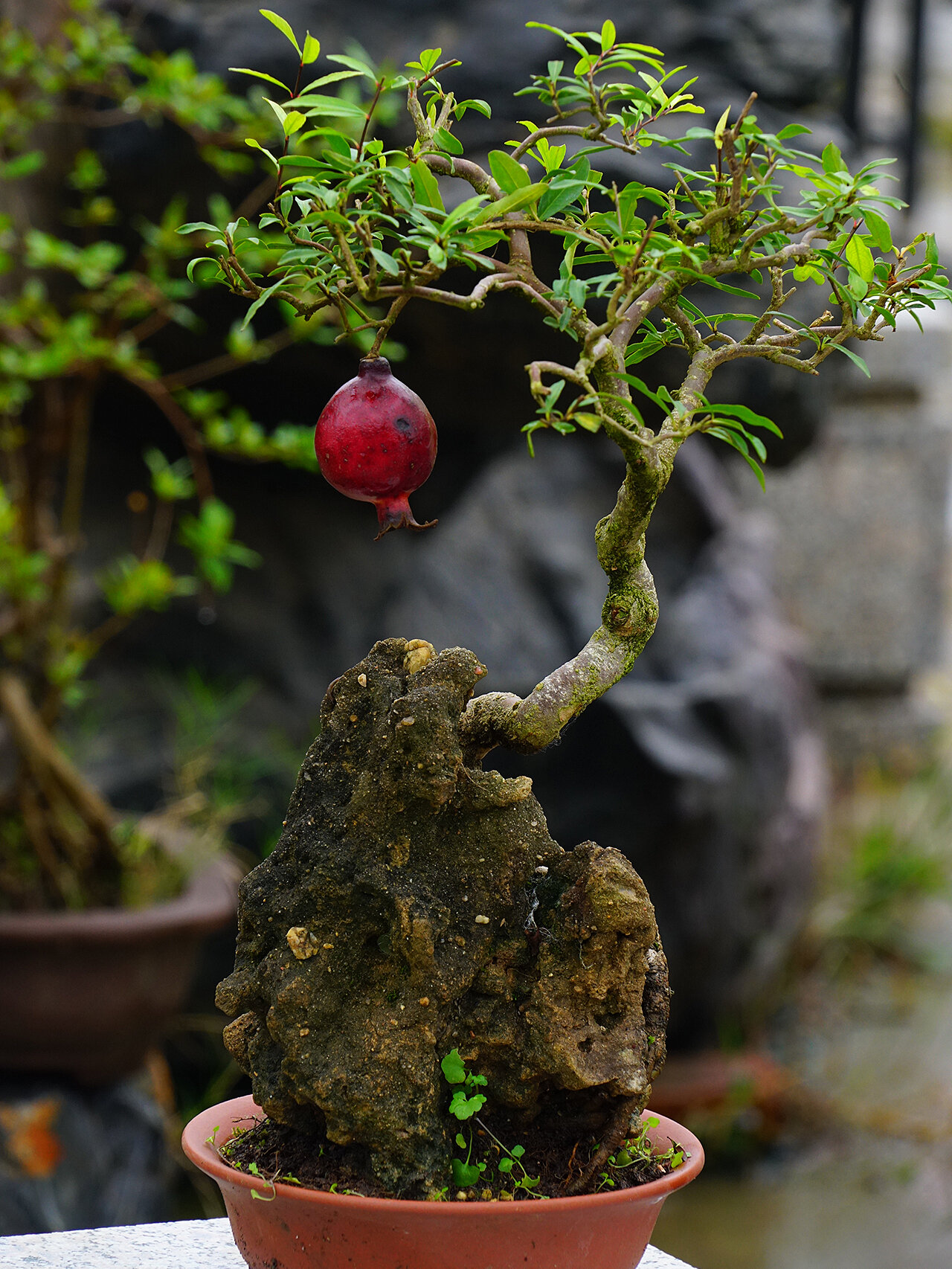 紫玉石榴 童子功 喜欢枝条的沧桑感 像时间的痕迹 岁月的脚印