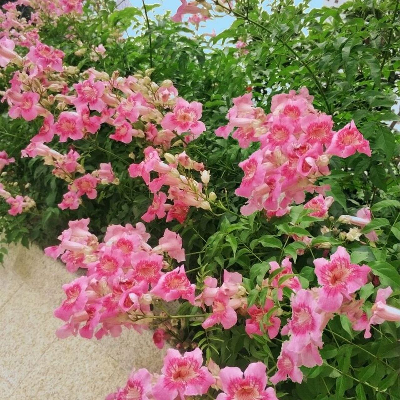花境植物第174弹——非洲凌霄 粉色凌霄花属于非洲凌霄花品种,它圆锥