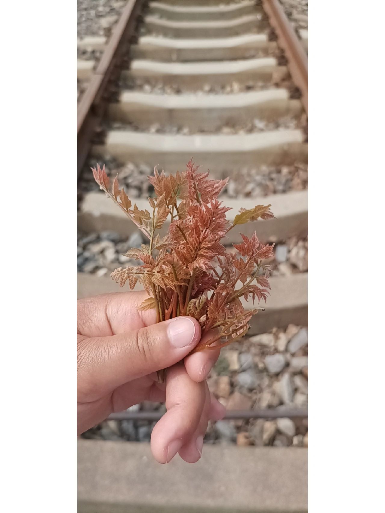 木兰芽,怎么做好吃啊?