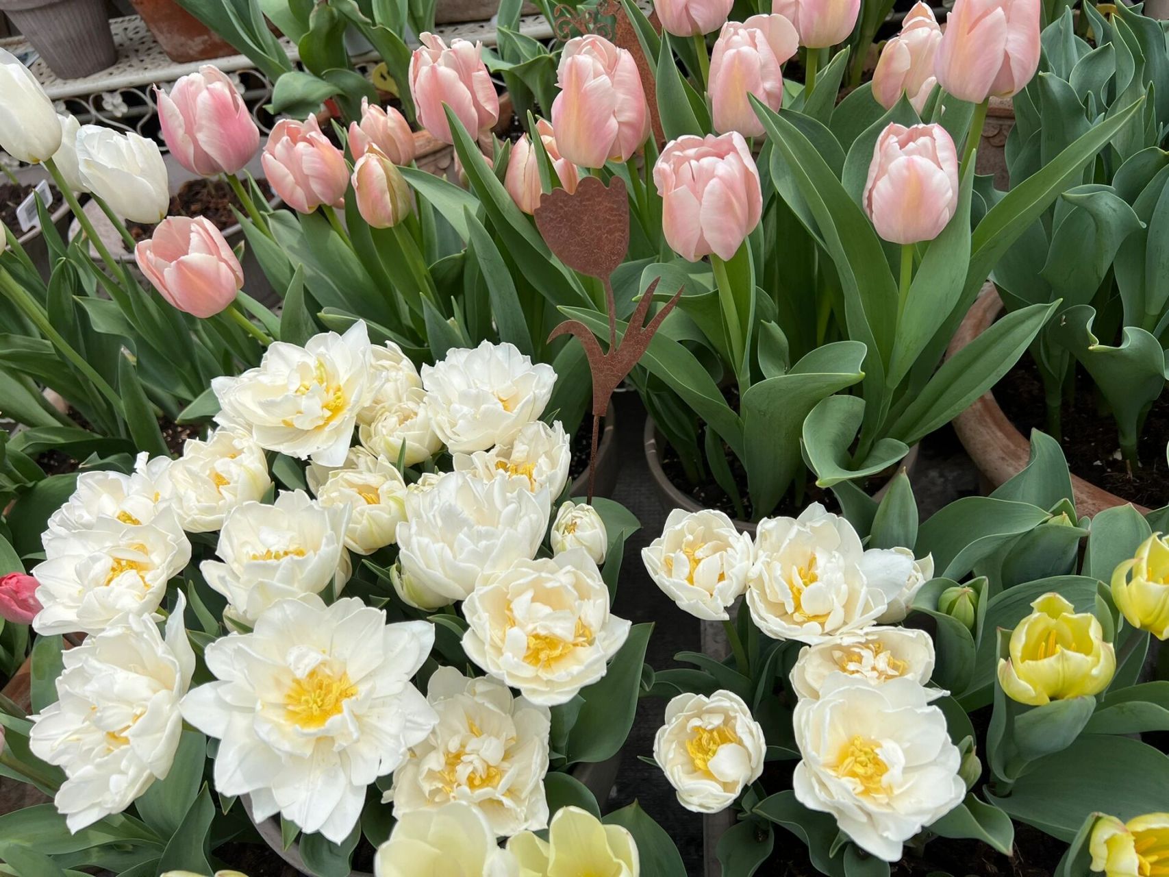 盛开的白色重瓣郁金香 轻盈飘逸 白玉映沙 洛阳亲友如相问 一片冰心在