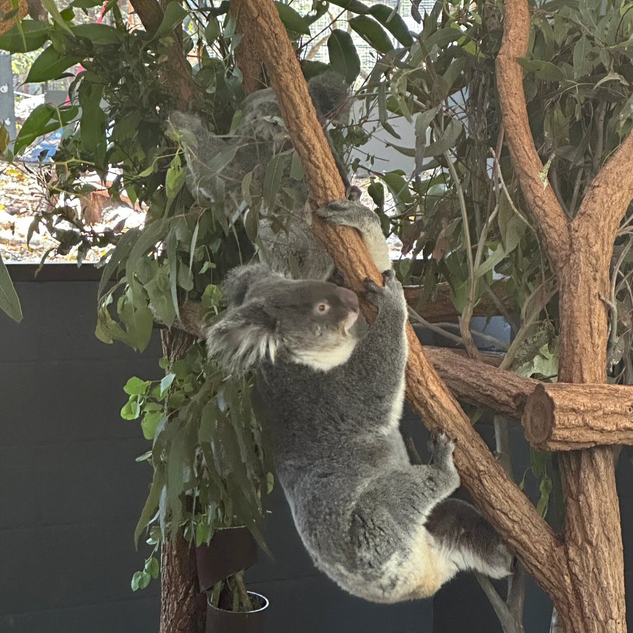 考拉koala天津图片