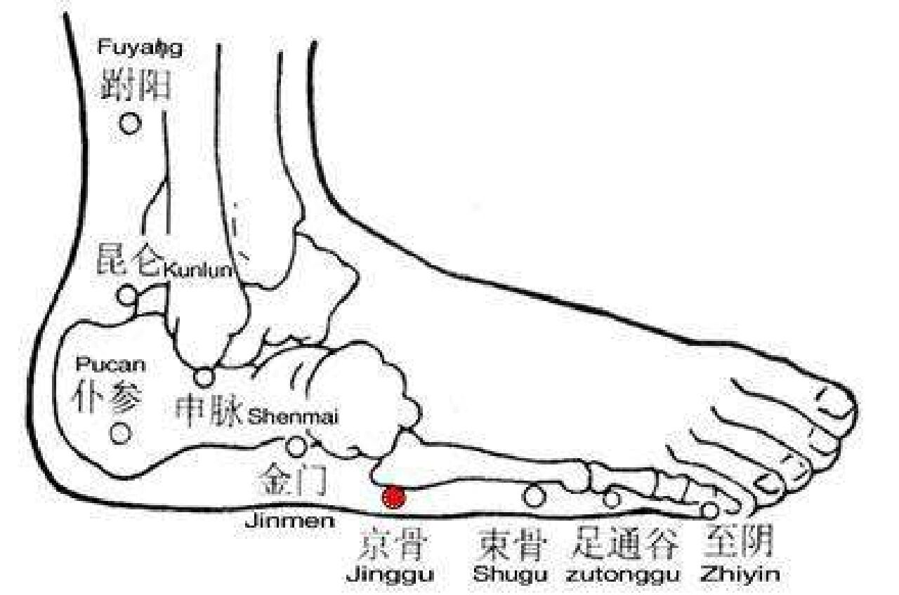 京骨的准确位置图图片