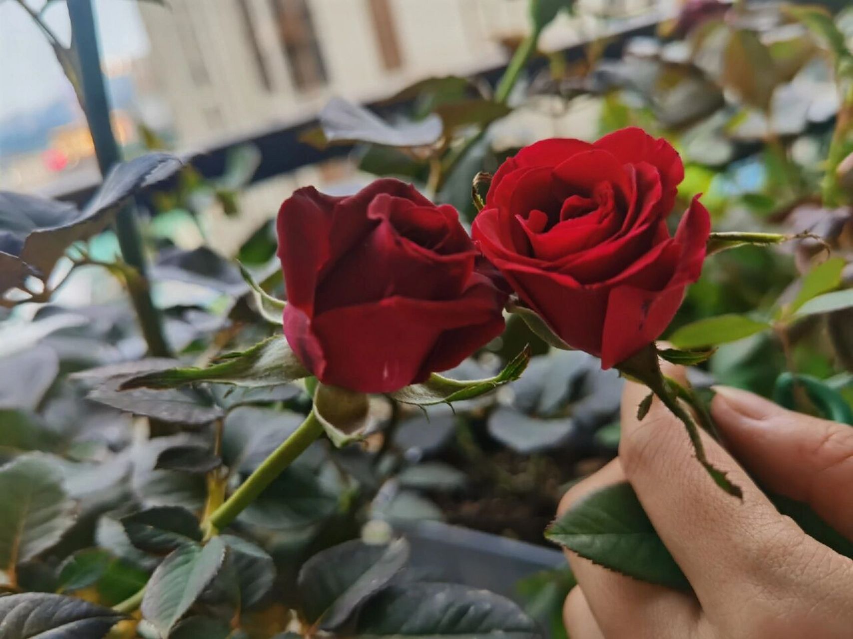 月季95黑巴克和黑魔术的区别,我get到了 太多黑巴克错版,很多商家用