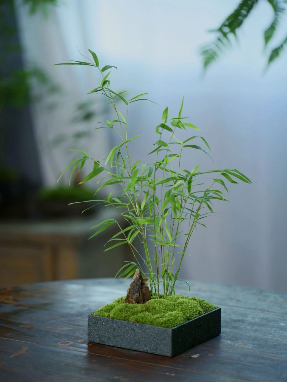 热门绿植推荐|小玉山竹 小玉山竹是难得的丛生微竹