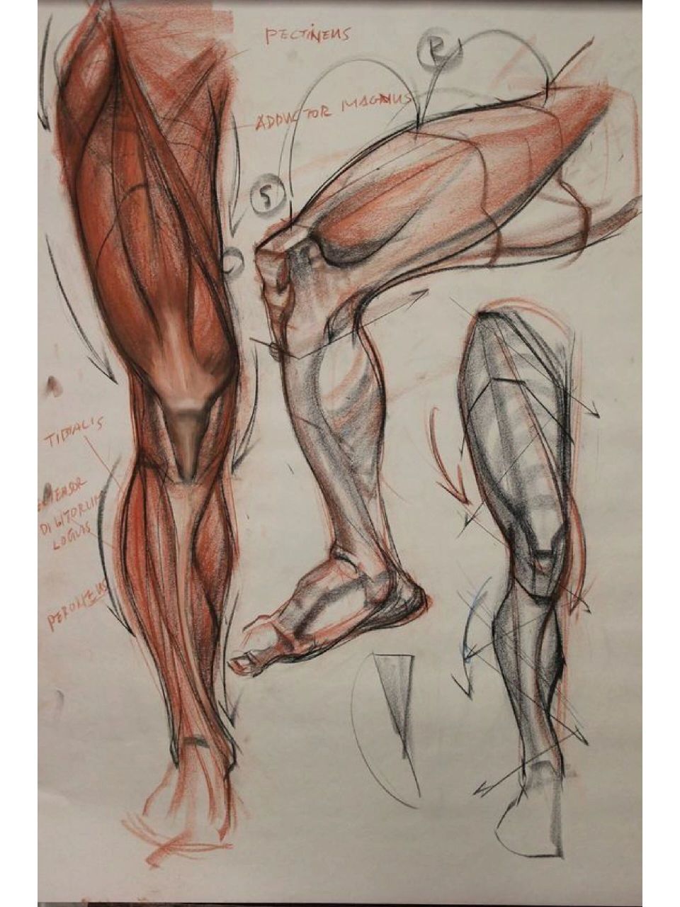 素描腿部结构理解