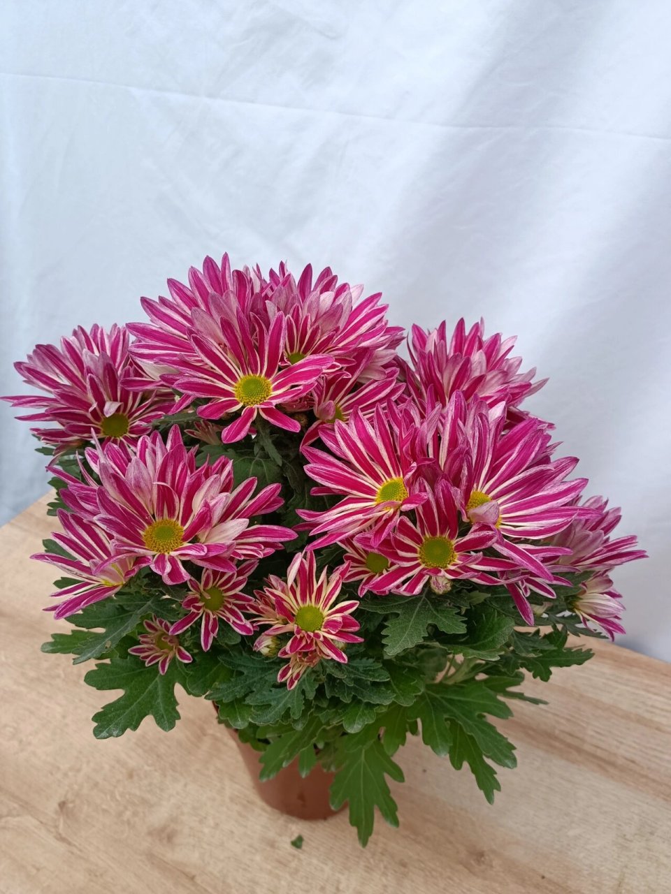 网红斑纹菊,小菊养护干货分享 菊花习性90 97可以晒太阳但不能