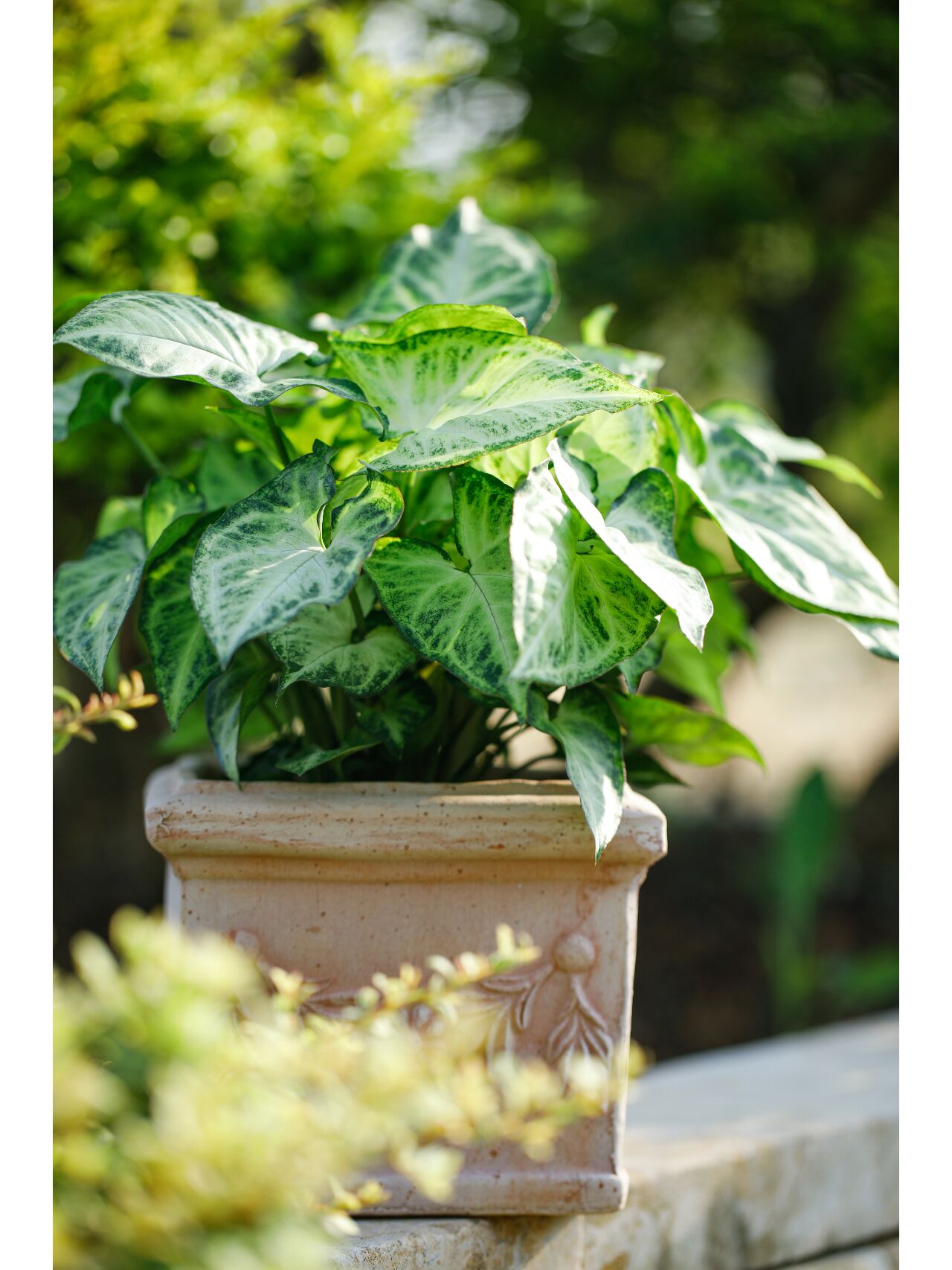 寓意好运气的合果芋