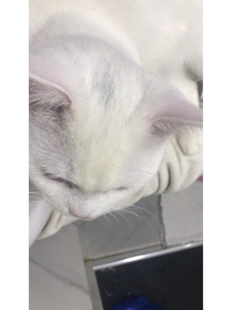 据说白色英短小时候头上带了黑毛,长大了会消失这一说法.