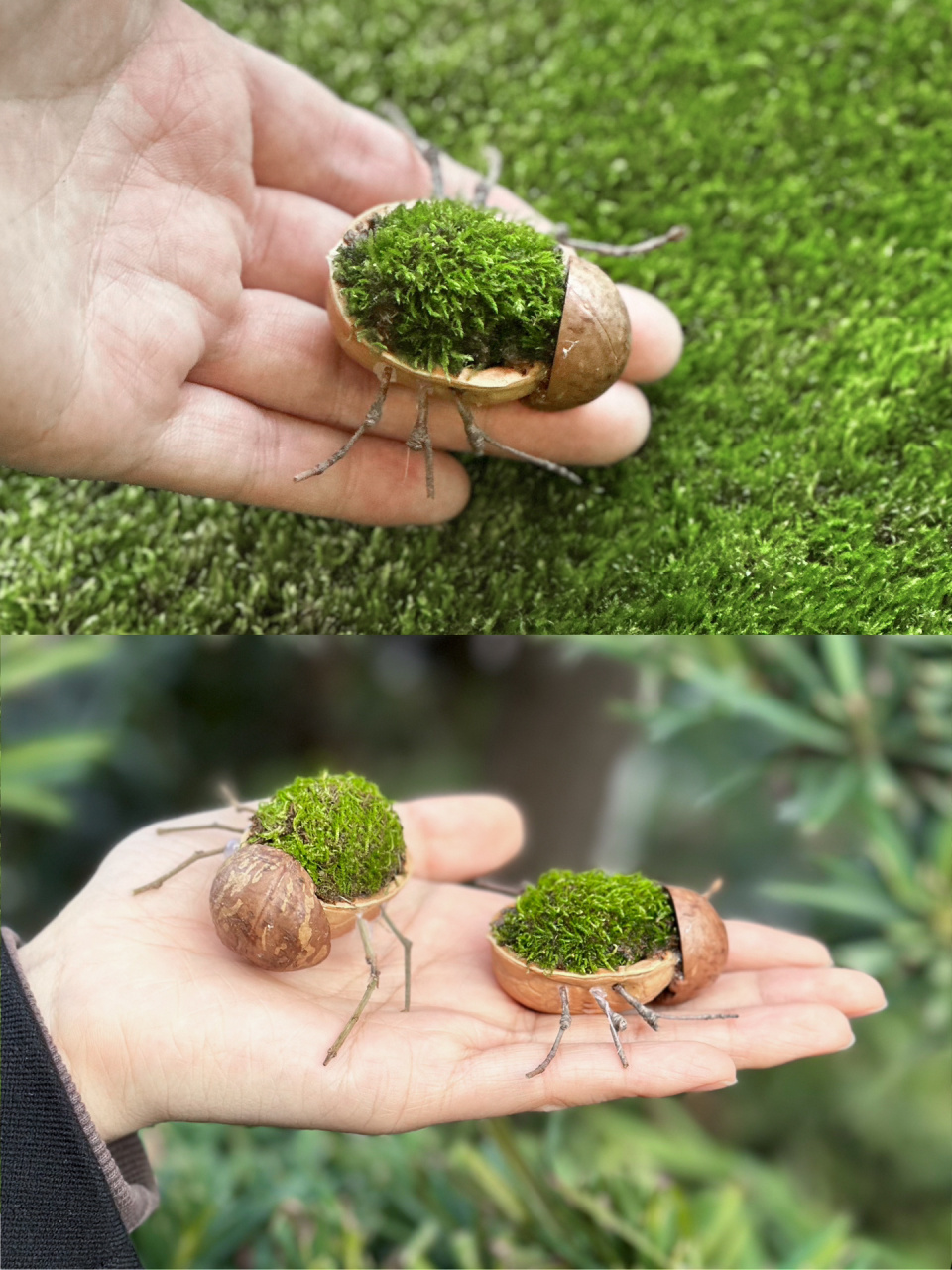 学会101种自然手工|如何制作昆虫微景观?