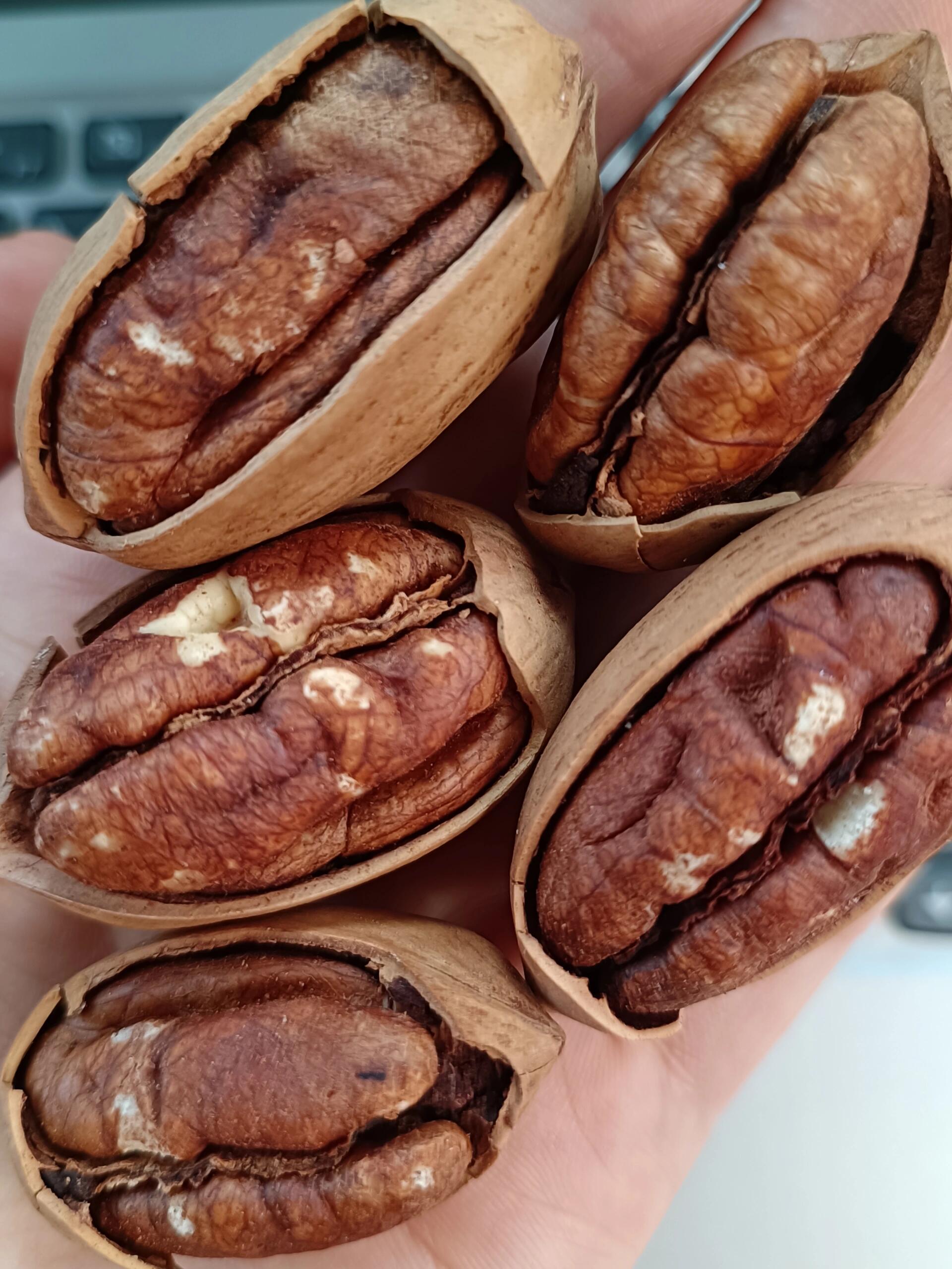 碧根果中的天花板! 很多人都喜欢吃碧根果,我自己也喜欢哈!