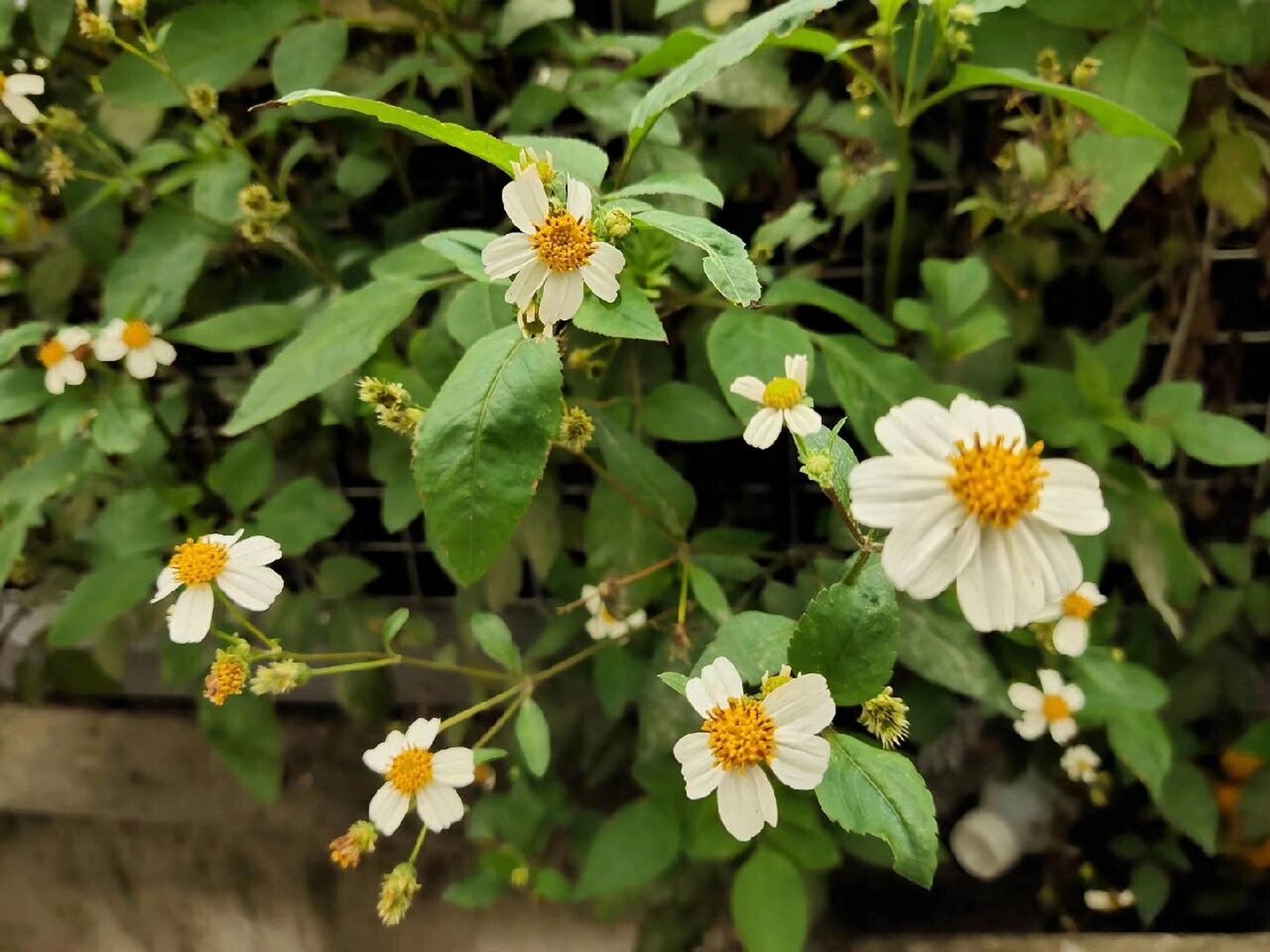 白花鬼针草94 别称:金杯银盏,金盏银盆,盲肠草.