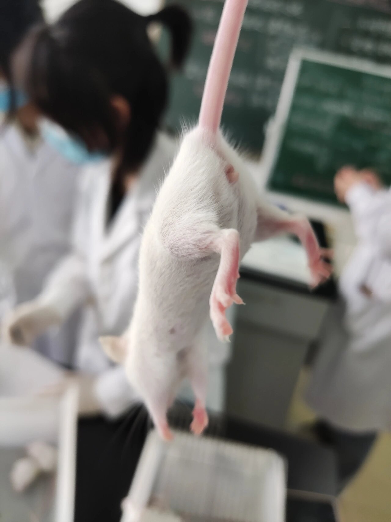 实验室的小白鼠可以偷偷带走养嘛