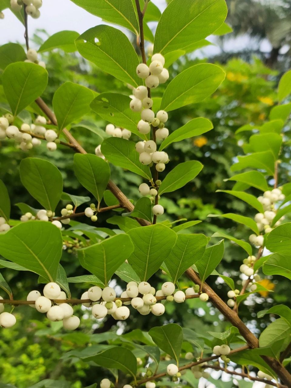 白饭树 白饭树,又名鱼眼木,鹊饭树,金柑藤,白倍子,具有清热解毒,消肿