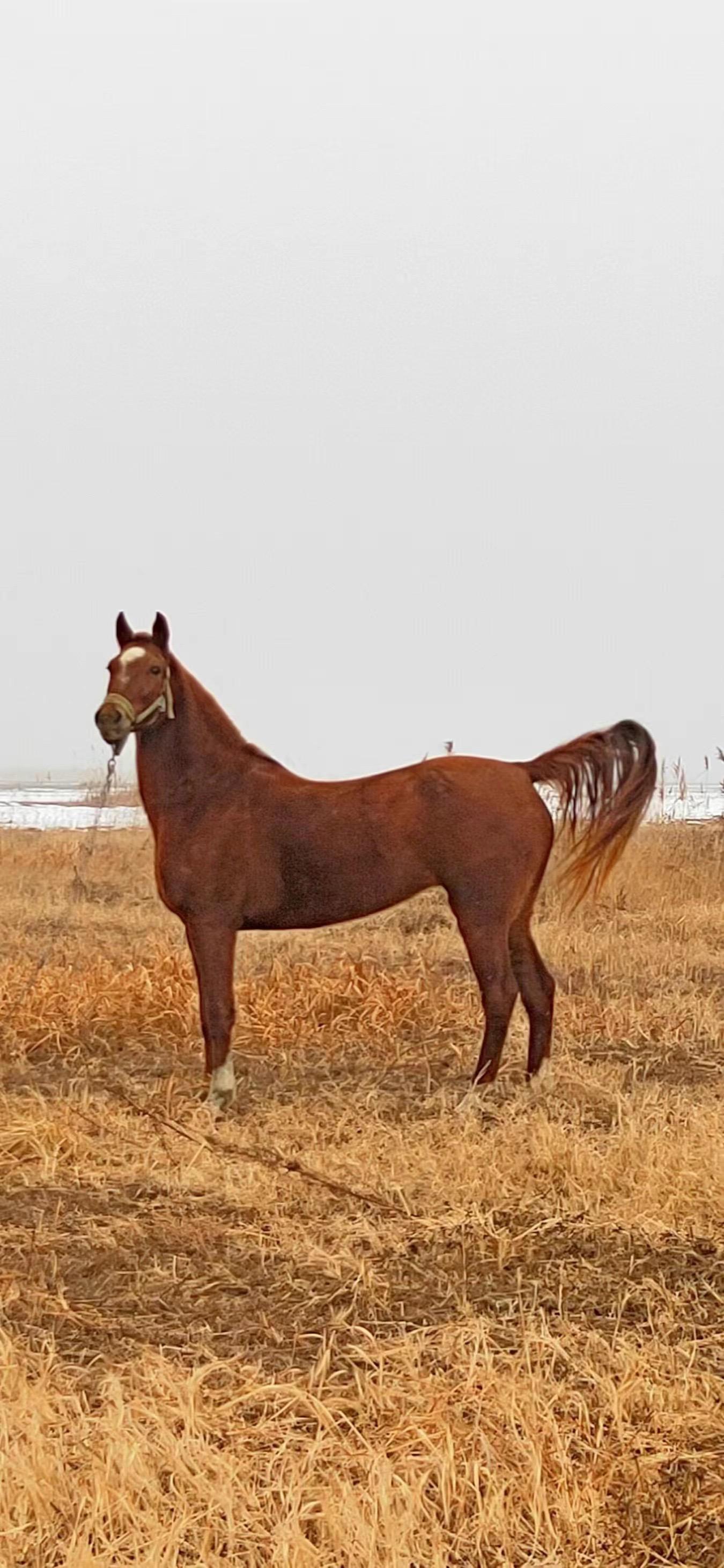 受伤纯汗血马母马 后腿脱臼 已经复位 没精力养护 马在郑州 1