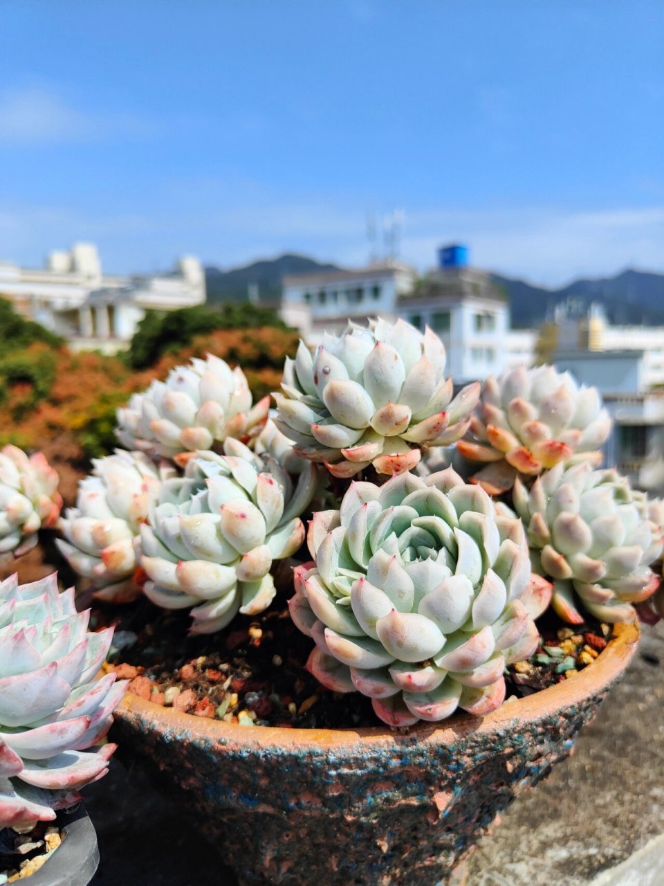 广东露养多肉品种分享 7,有需要的请收藏 露养多肉品种如图如下 pinky