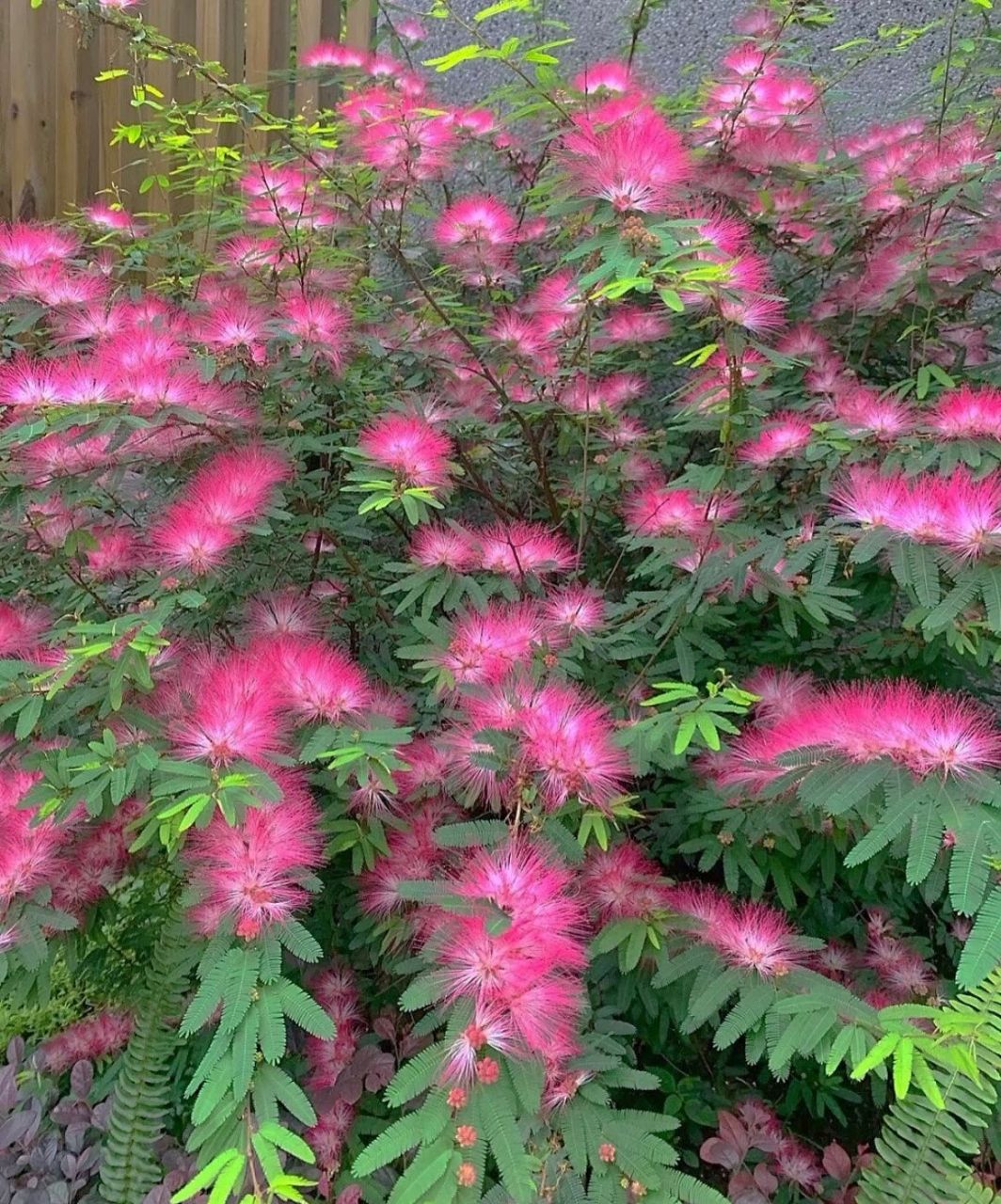 合欢花花语:代表合家欢乐,夫妻恩爱 合欢花花语:代表合家欢乐,夫妻