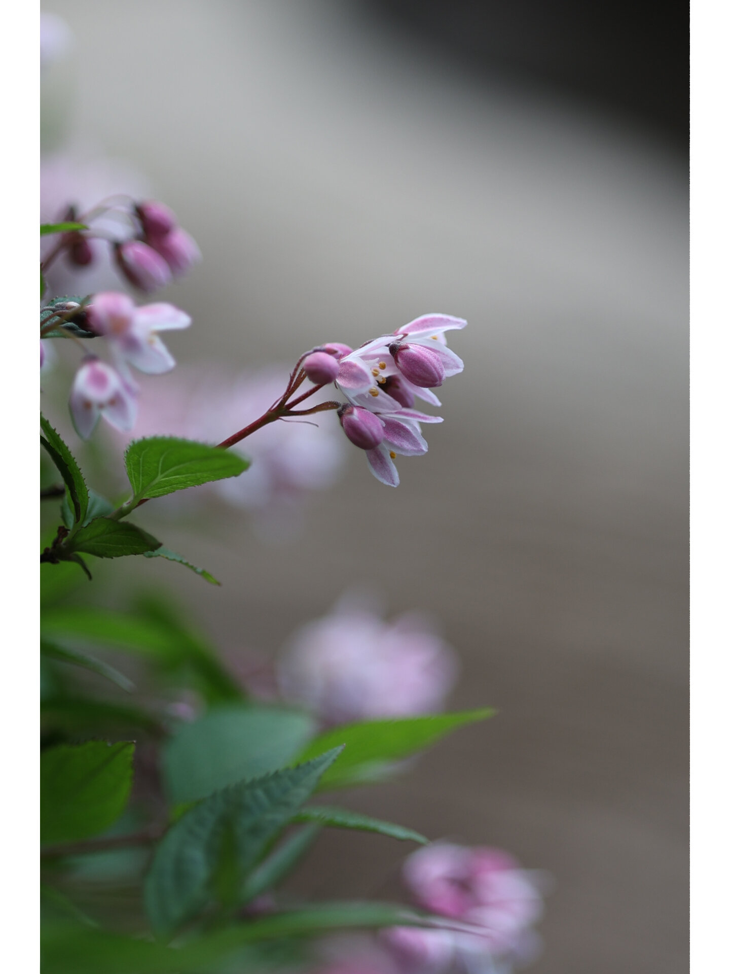 一定要种一株超耐热耐寒的溲疏雪樱花94 可爱在春 飞扬在夏 烂漫在