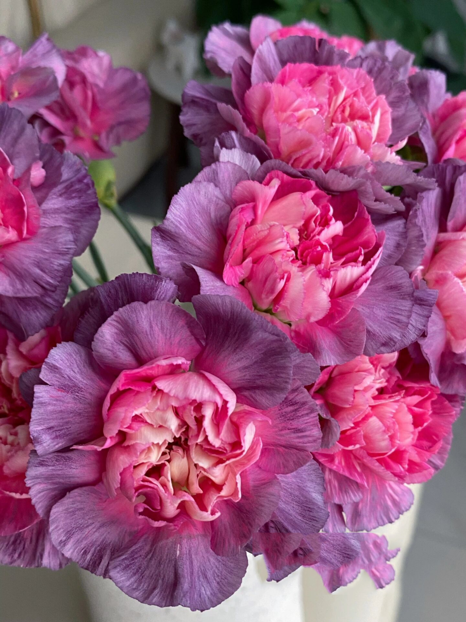 野马康乃馨 养了这么久花,头一次买野马康乃馨,又是一件自己都觉得不