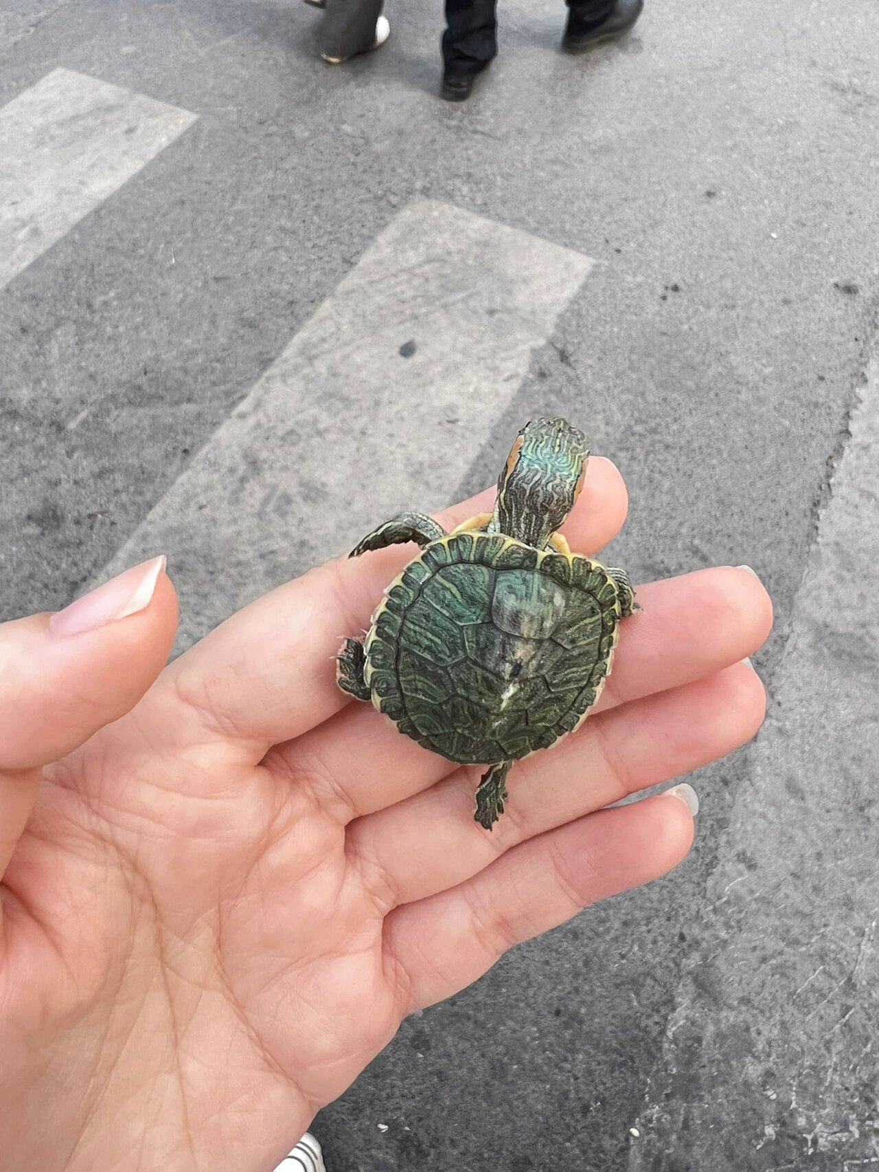 捡到一只小乌龟背上有两块皮快掉了