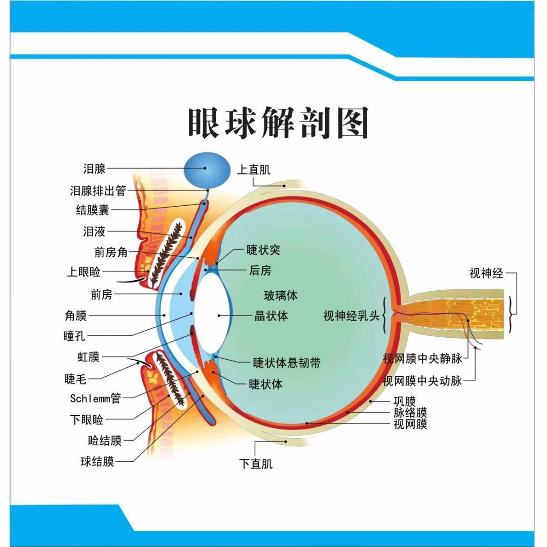 眼珠解剖图手画图片